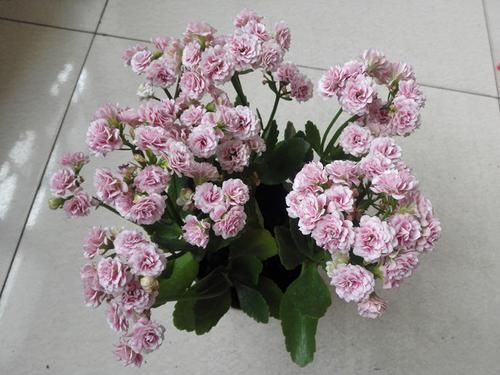  #新手#这几款花卉，一树多色花，花多易爆盆，全年花开不断，新手最爱养