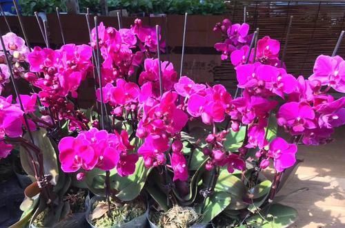  『再次开』谢花的蝴蝶兰花梗不用剪，只需一招，花梗再次爆芽开花满枝头
