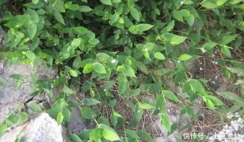  【帝王】农村1种野草，被称为“帝王草”，曾是皇家御用，如今几乎灭绝！