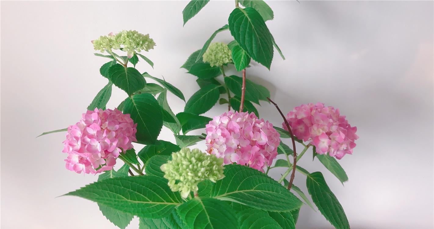  花儿■90天前，绣球花刚开箱，90天后，花儿已凋谢，一起来坐时光机~