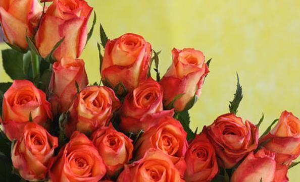  玫瑰■喜欢牡丹，不如养盆“精品玫瑰”金辉，花开万众瞩目，美不胜收