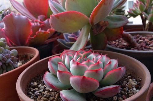  「植物」谁说多肉植物普通？1个方法，分分钟美的像朵花！