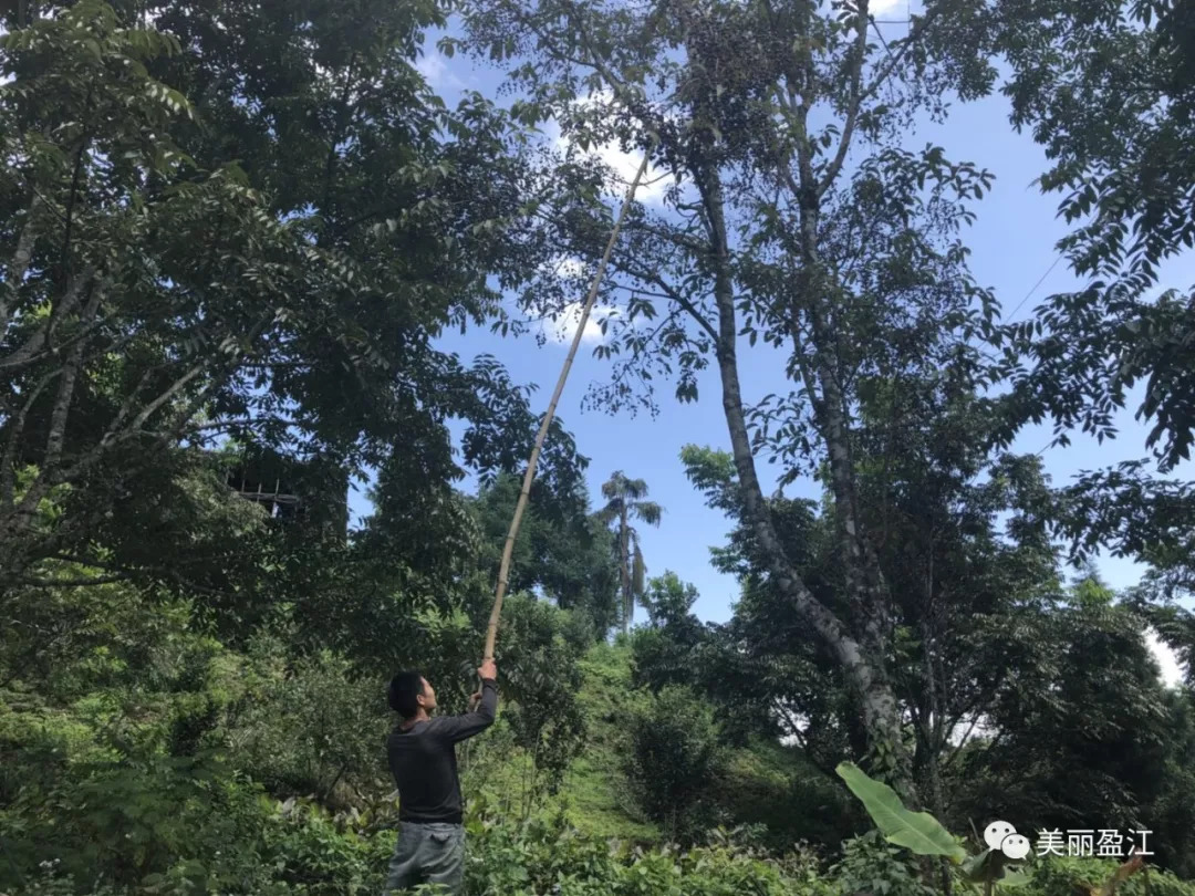 德宏盈江有个＂云端上的寨子＂