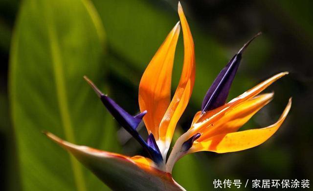  『花形』养花就养此3种，好养易活花量大，花形奇特非常生动，漂亮极了