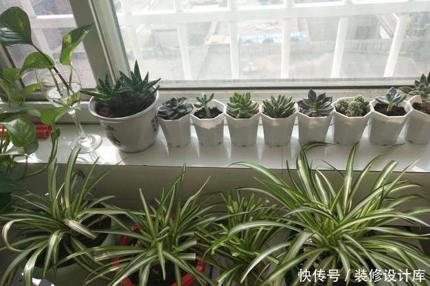 #绿萝盆#给吊兰、绿萝盆里埋点“它”，叶子更油绿，1个月后变成大瀑布！