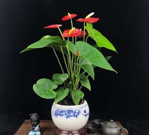  红掌@养护红掌用点“小妙招”，叶子油光光，花朵红艳艳，花期超长！