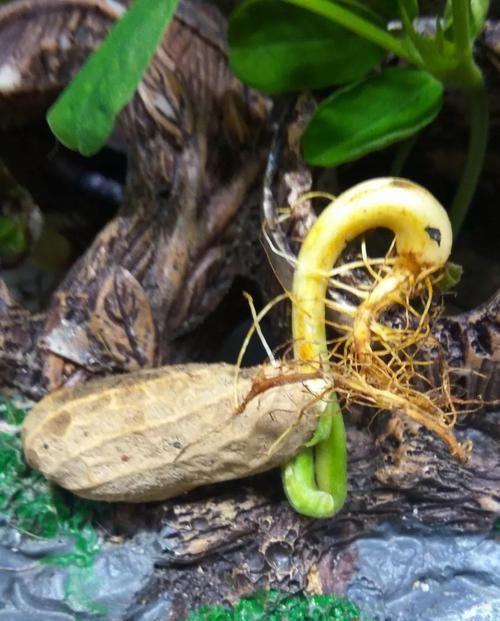  『把花生米』她用几粒花生米，种出一盆大花生，冒出来的豆芽根忒好看！