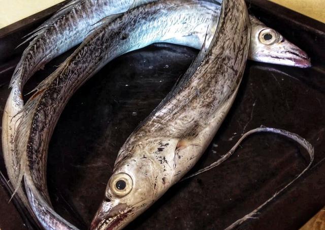  [好坏]海鱼看起来都差不多，该如何分好坏谨记4技巧避坑，鱼贩行家！