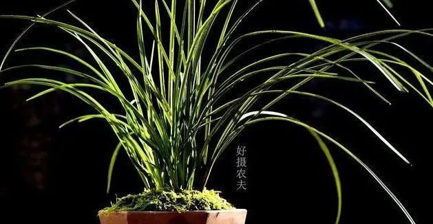  『种植的兰花』服盆期的兰花,可别乱施肥,这样施才安全有效!