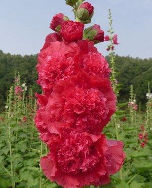 「安妮公主」喜欢养护花卉,就养花期长,花色艳丽,花开鲜艳的3种花卉,漂亮