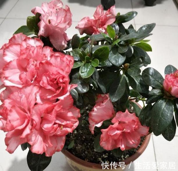  #吸收水分#家养植物烂根黄叶？不要慌，用2种''常见药''抢救，见效真快