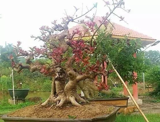 红牛盆景，牛气冲天！