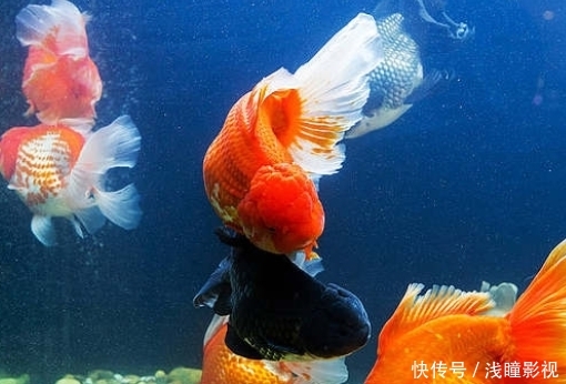 日本“最残忍”的溜冰场,将活鱼冻到冰上,滑出鲜血将顾客吓跑