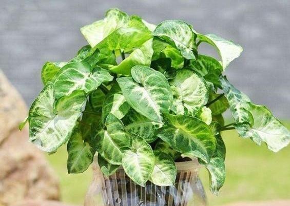 『对症下药』水培植物黄叶、烂根该怎么办?对症下药,再懒也能轻松搞定