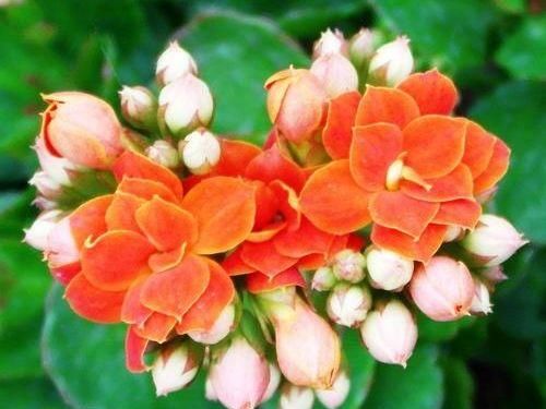  『光照』这四款花卉，越贱养长的越好，年年开花爆盆，花色烂漫迷人，超美