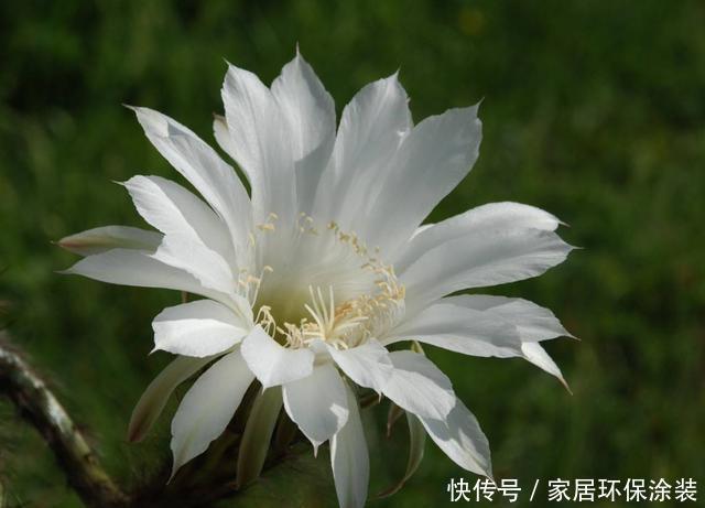 新手|3种花非常好养,开花硕大很漂亮,好养易活不操心,适合新手养护