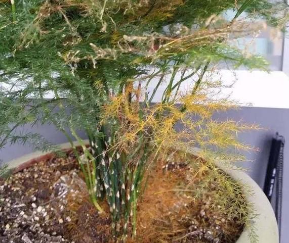  『发财树』这3种花,叶子黄、长势稀疏,直接剪了不心疼,反而冒出新叶