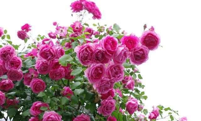  #蜜蜂#养玫瑰，防止干蜜蜂，否则就没有花了！现在出去