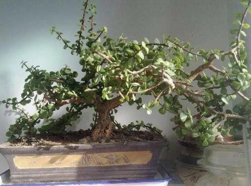  『得养』家里有阳台，得养3种“镇宅花”，不浇水一样长，阳台变成花园！