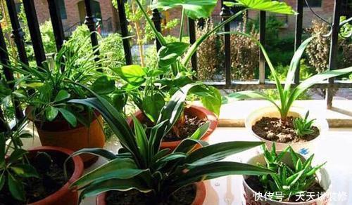  [长不好]3种人不适合养花，养一盆死一盆，快看看是你吗？