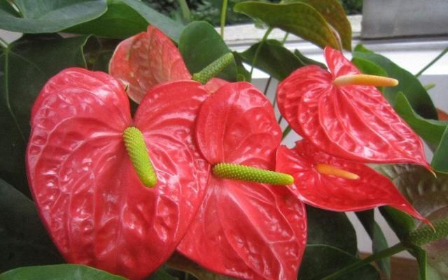  『有钱人』家中养花此花要养两盆,一年四季花开不断,好养易活,有钱人最爱