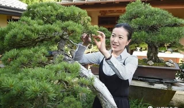  『花盆中』日本盆栽女高手山田香织