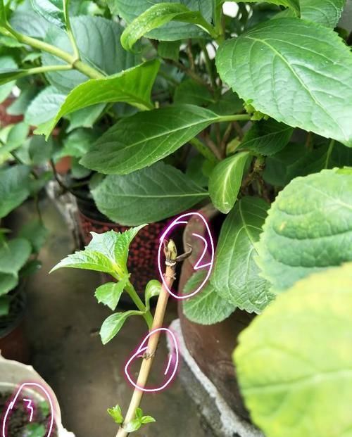  『枯萎』绣球花谢花后老枝条上的叶芽为什么枯萎不展开？好多人都犯的错