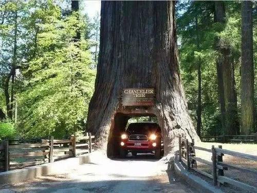 又一被人为毁灭的奇观，千年古树轰然倒塌，能不能放过大自然？