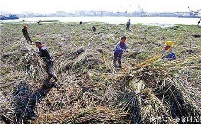  [我国]40年前引入我国种植，曾被农民津津乐道，如今却将它列入