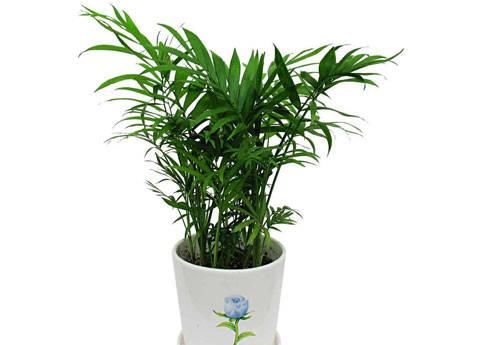  『适合』有哪几种植物适合在光线不好的家里养护