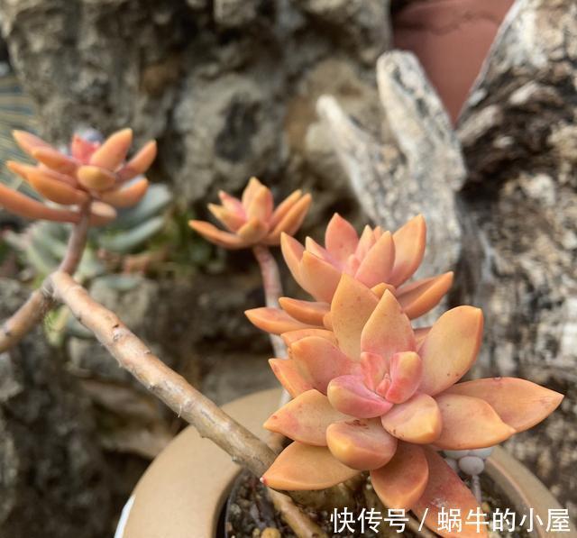 样子多肉|多肉难上色?用3个小窍门,这么做,肉肉出彩快、更美丽