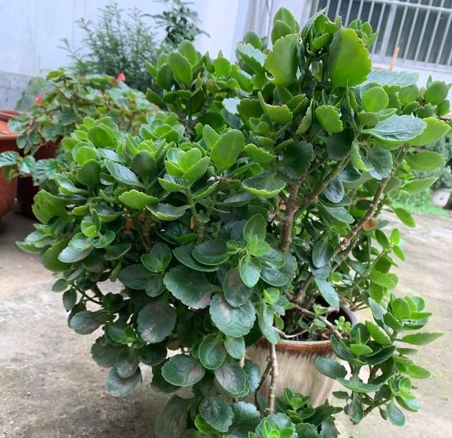  『长寿花』此花，不仅花色繁多特别好养护,深受养花人士的喜爱。
