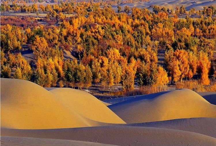  「我国」我国曾经花一亿在沙漠里种胡杨，多年过去，长成什么样