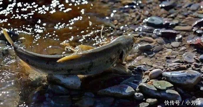 青海湖中的一野味，每年被鸟类吞食近千吨，却无人去阻止