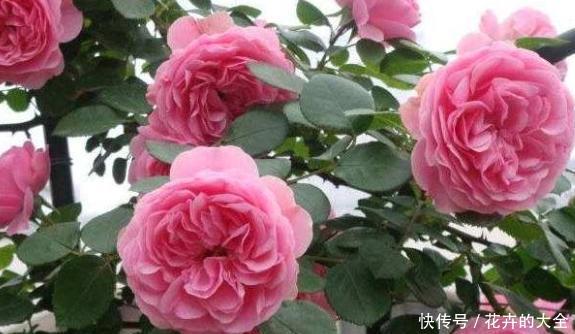  「浇水」新买的月季花带着黄泥土，到家做1步，叶片不发黄，后期更好养