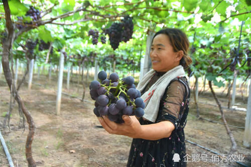 农民种植大棚葡萄，预计收入200万元，每天24小时轮流守护