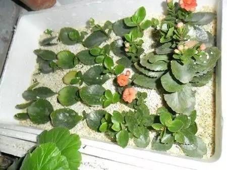  「用叶片繁殖」一片叶子就能繁殖的花卉，你还出去买？