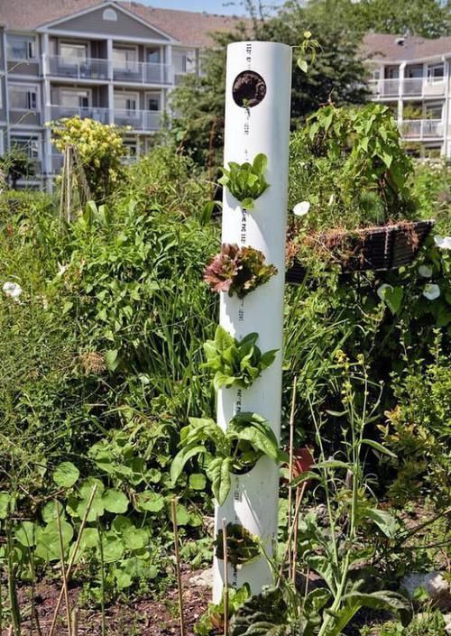  蔬菜瓜果■从院子到家里到处都能种菜，跟种花一样简单漂亮，还能省些买菜钱