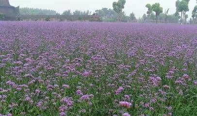 前方花海高能，这些花儿你能认出几种？