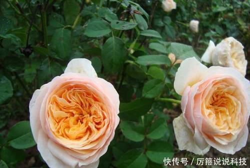  【名花】此款世界名花，开花漂亮，养护容易，是家庭盆栽佳品！