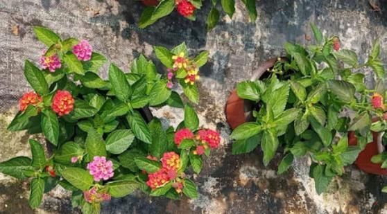 『绣球』这种毒花又被称为“七变花”,花型圆润似“绣球”,盛开一整夏