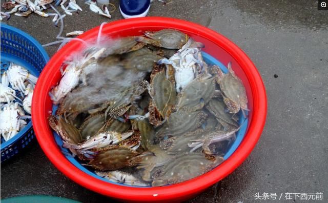 青岛海鲜早市，梭子蟹开始上市，价格逐渐走低，活蟹25元一斤