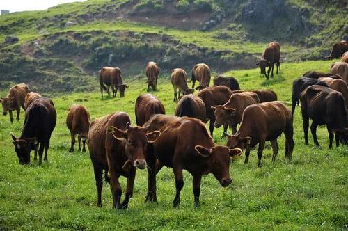  利润@养10头牛能够赚5万，为何养100头牛，利润远远低于50万？