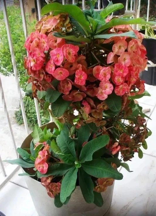  「充足的光照」容易开花、耐养、易繁殖的7种盆栽植物，光照充足的阳台多种几盆