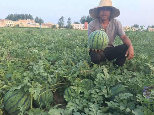 4毛钱一斤也卖不出去，西瓜价格一跌再跌，听听专家是怎么说的