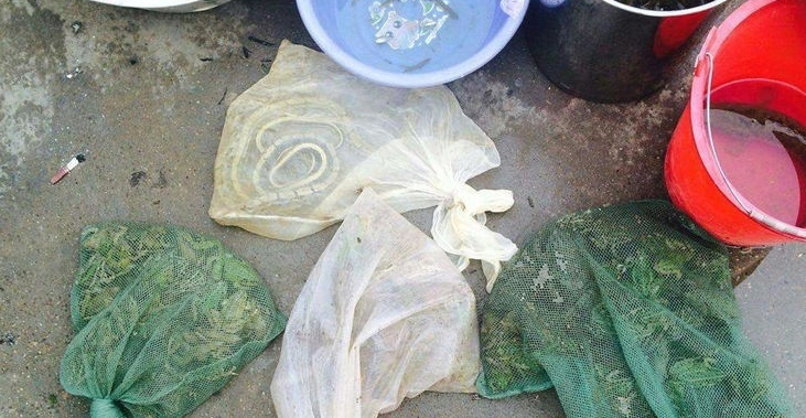  #捕捉#一年可消灭万只害虫，却被当成美味大量捕捉，如今靠养殖