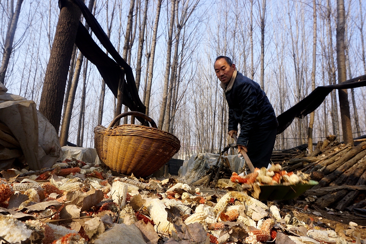  「远销」男子家门口种香菇17年：产品远销日本韩国 称挣钱看孙子