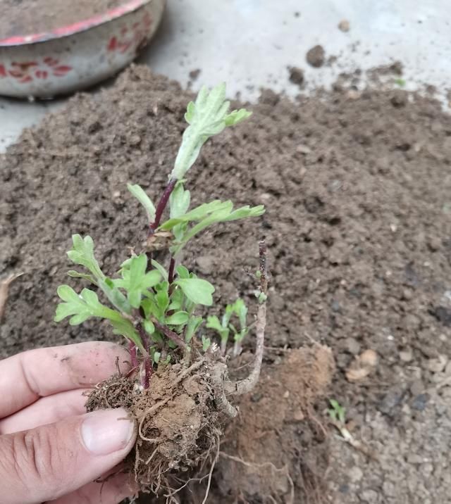 分离出来@菊花分株繁殖,成株快,操作简单易成活