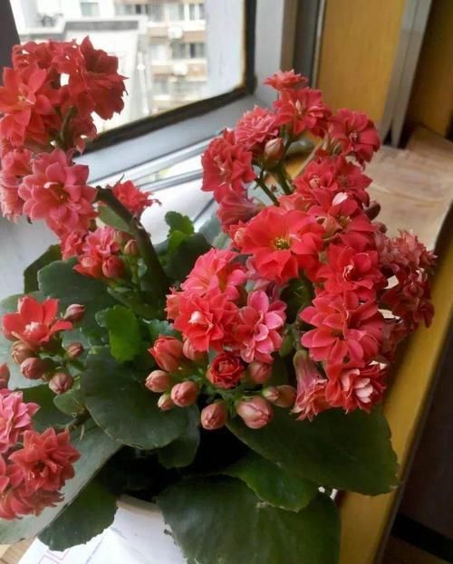  花园：阳台养三种植物，不需要管理，就能长成小花园，心里美滋滋