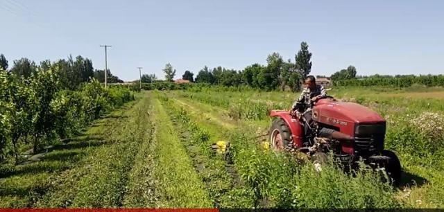  「效率高」果园除草用这个，树空里草也能同时割，效率高少雇工